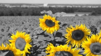 Tournesol